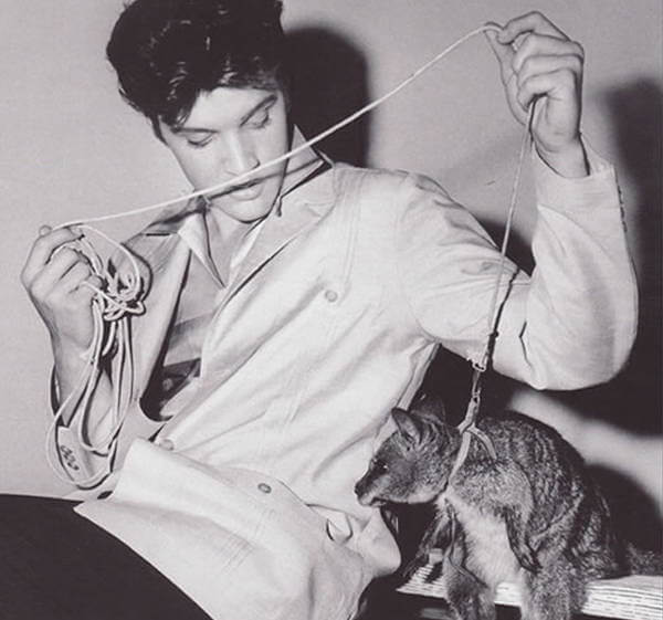 Hewan Peliharaan Seleb